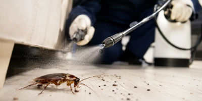 Cockroach Control in Chennai